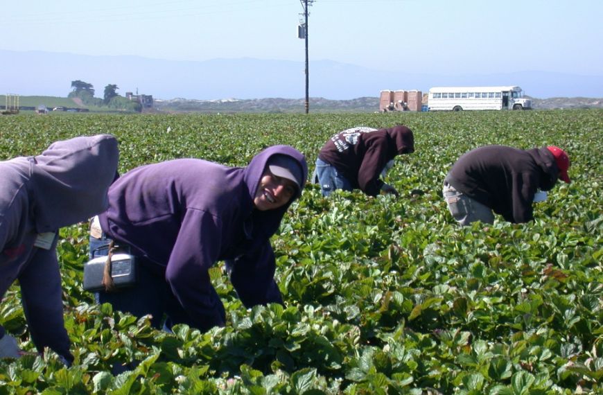 Workers picking strawberries in a large farm field.